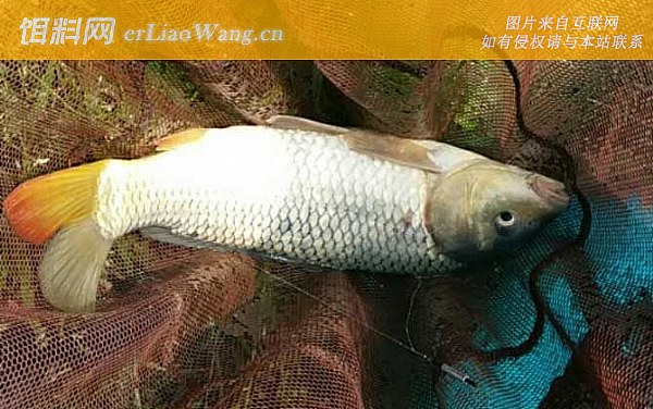鲤鱼:配方五