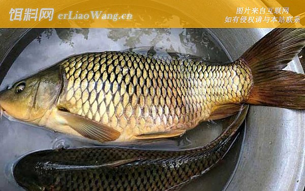 鲤鱼:配方六