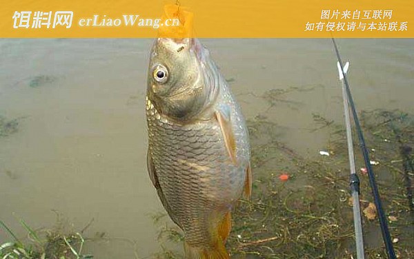 鲤鱼:摄食习性