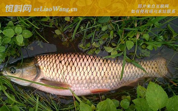 草鱼:摄食习性