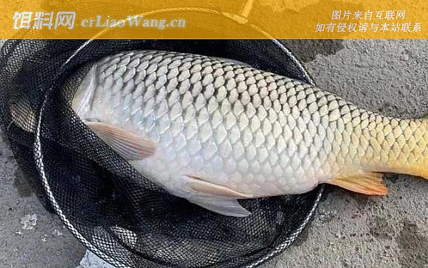 钓鲤鱼:自然饵料