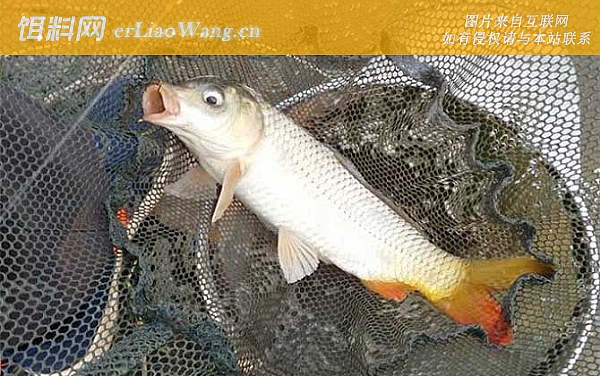 钓鲤鱼:自制饵料