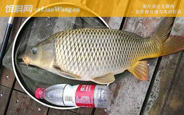 鲤鱼:最佳时间