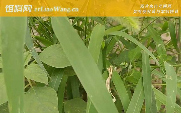 颗粒饲料:青草嫩叶