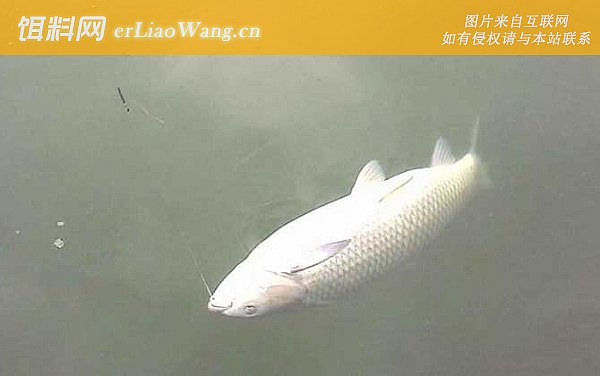 钓草鱼:钓具搭配