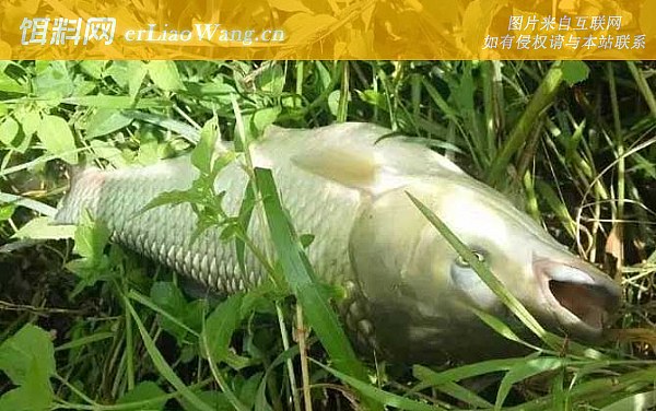 浮钓草鱼:悬浮逗钓