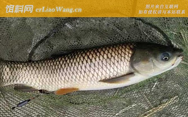 草鱼:生物分类学