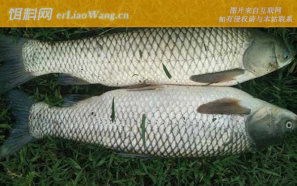 草鱼:形态特征
