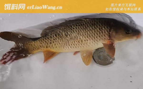 钓鲤鱼:提竿时机