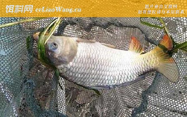 钓鲤鱼:鱼种论述