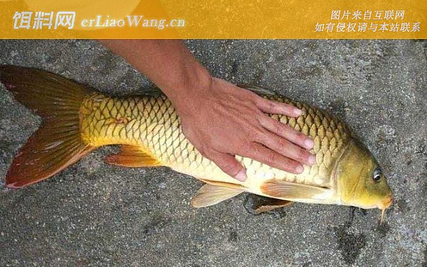 钓鲤鱼:最佳天气