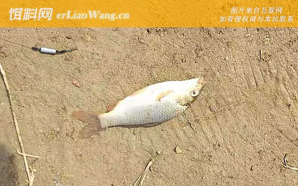 钓鲤鱼:钓点选择