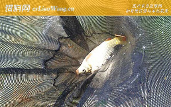 钓鲤鱼:钓具搭配