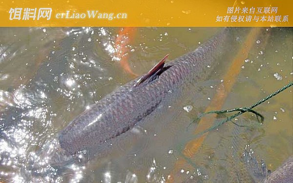 钓青鱼:最佳气压