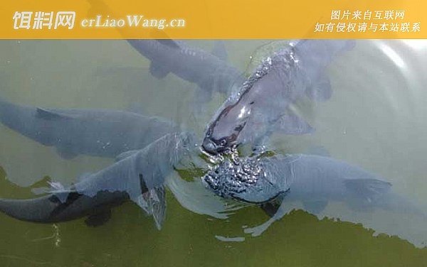 钓青鱼:天气情况