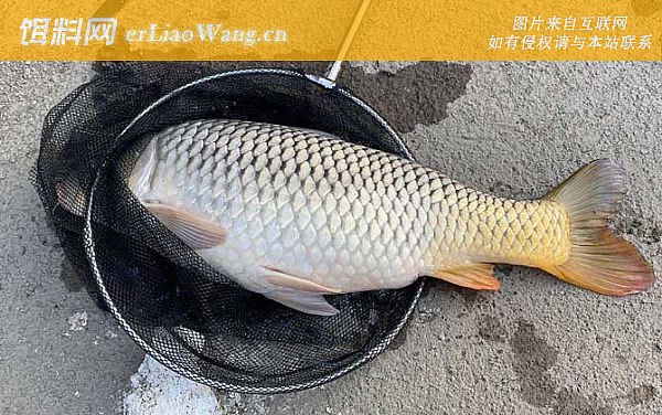 鲤鱼:饵料