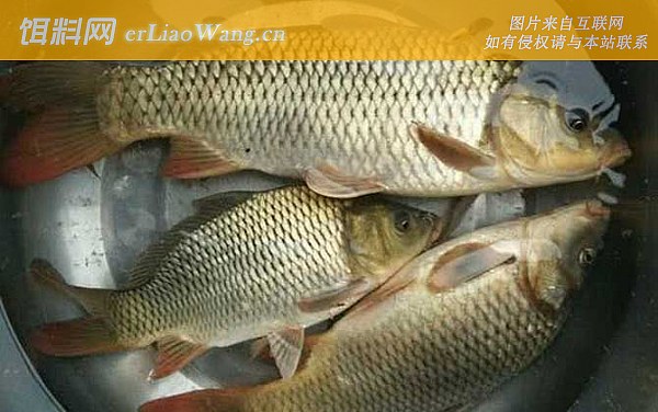 鲤鱼:窝料