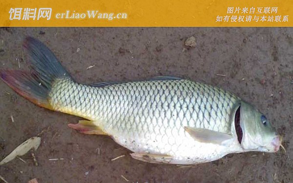 鲤鱼:鱼钩