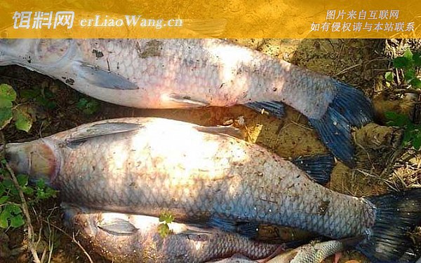 青鱼:摄食习性