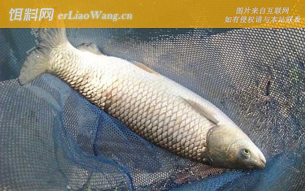 草鱼:栖息环境