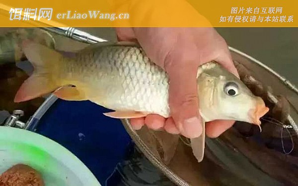 鲤鱼:栖息环境