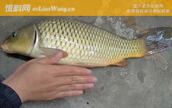 鲤鱼:摄食习性