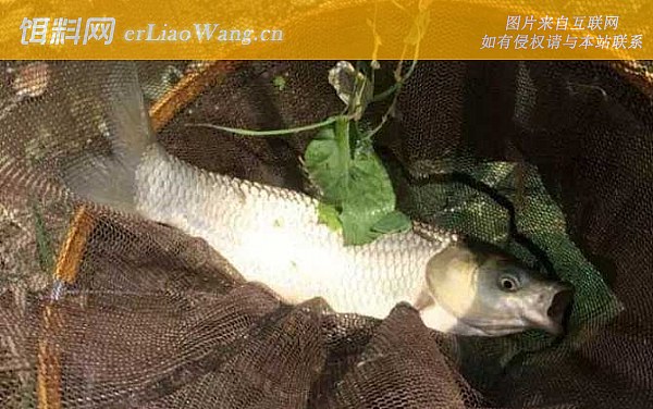 野钓鲤鱼:摄食习性