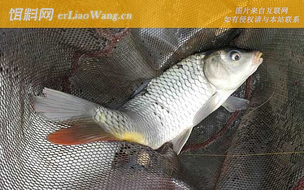 野钓鲤鱼:自制饵料
