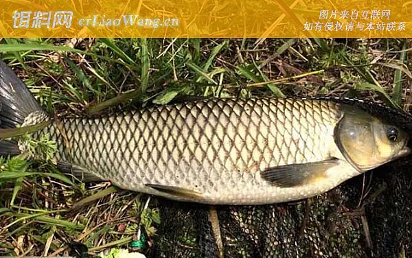 钓草鱼:窝料选用