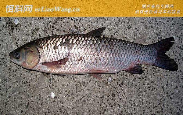 钓草鱼:打窝技巧