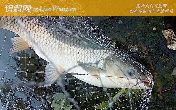 草鱼:摄食习性
