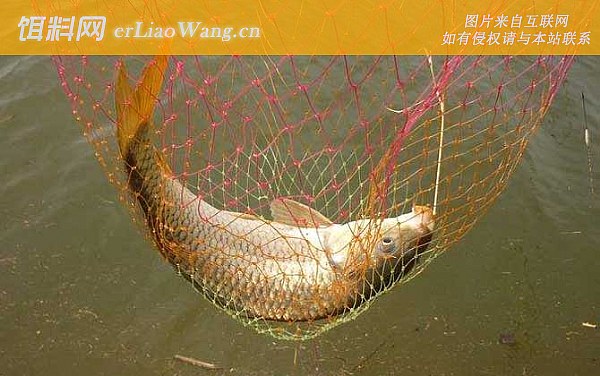 钓鲤鱼:时间