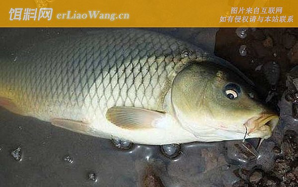 钓鲤鱼:饵料