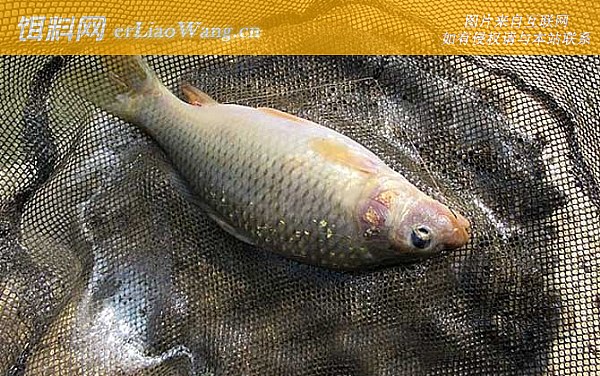 钓鲤鱼:调漂