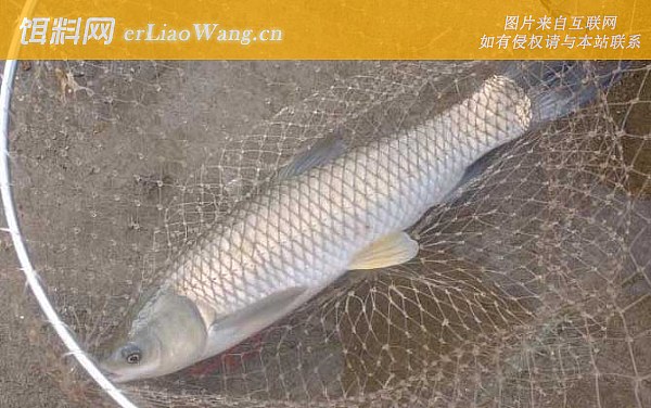 钓草鱼:饵料种类