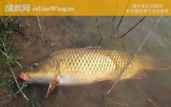 钓鲤鱼:时间