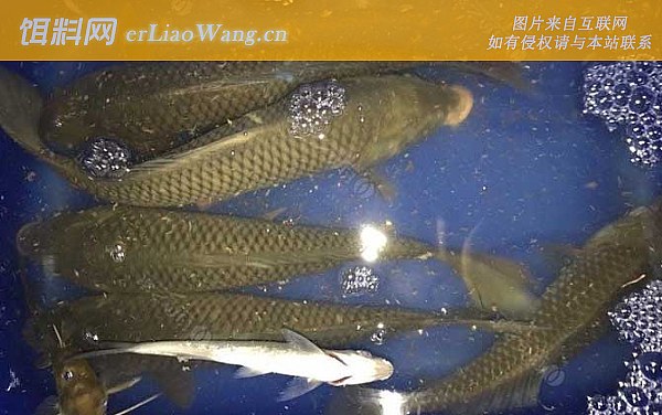 钓鲤鱼:饵料