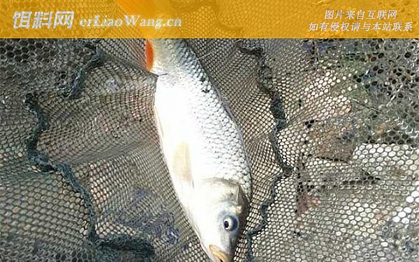 钓鲤鱼:调漂
