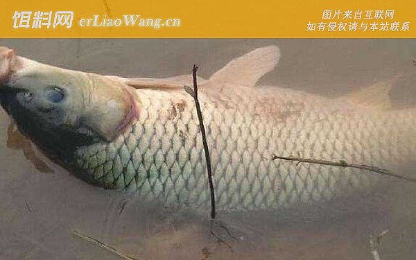 鲤鱼:鱼种定义
