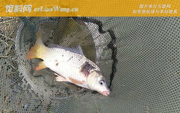 鲤鱼:摄食规律