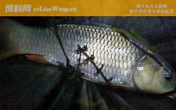 夜钓鲤鱼:钓具搭配