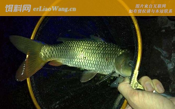 夜钓鲤鱼:饵料选用