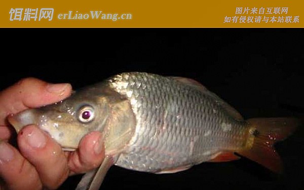 夜钓鲤鱼:提竿时机