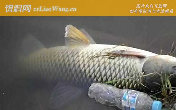 草鱼:饵料种类