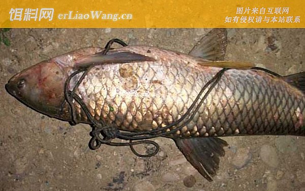 钓草鱼:钓具搭配