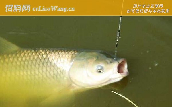 钓草鱼:挂钩方法