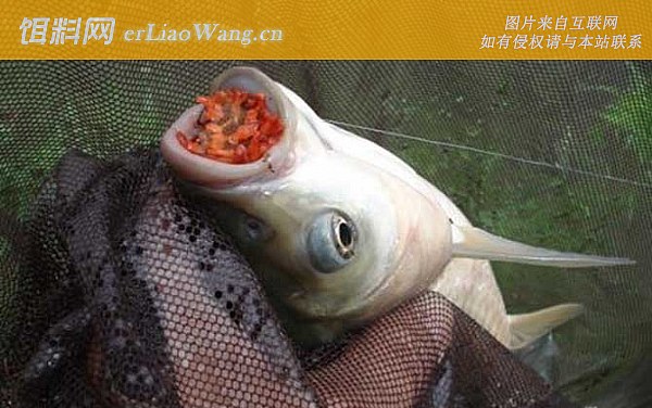 钓草鱼:钓点选择