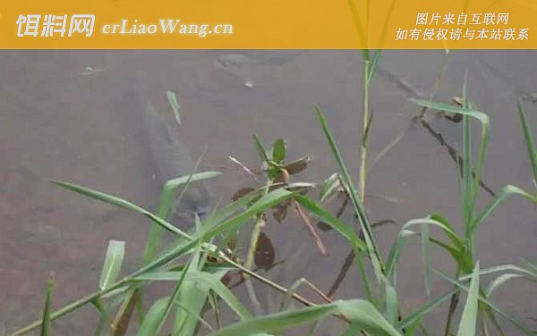 钓草鱼:调漂方法