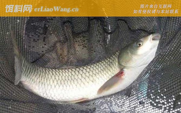 钓草鱼:提竿时机