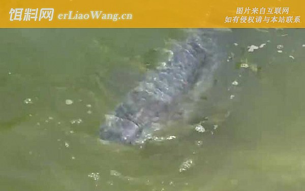 钓青鱼:打窝